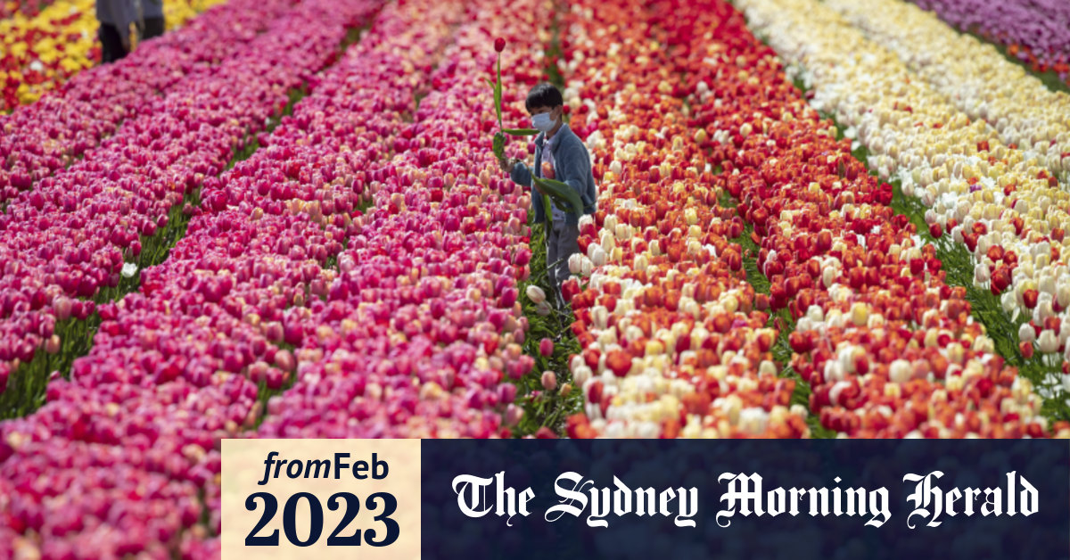 When is the best time to buy tulip bulbs in Australia?